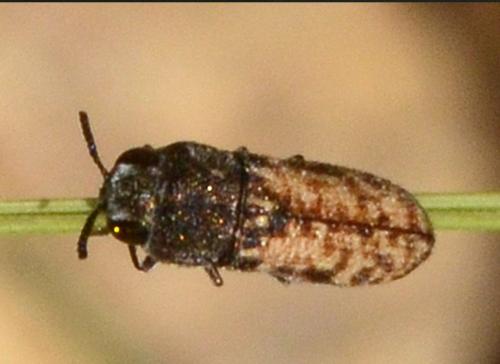 Acmaeoderella adspersula